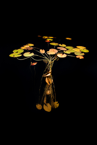 Water Lilies 7771
