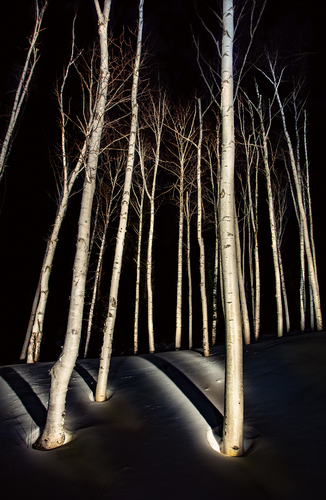 Birch Trees #7, 2019