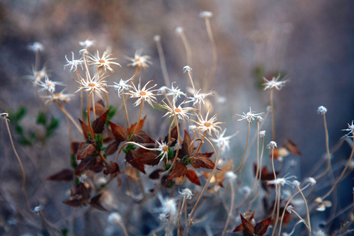 Mojave Aster