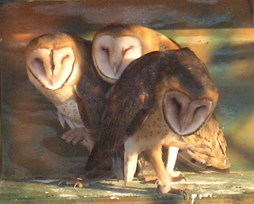 monkey faced owls