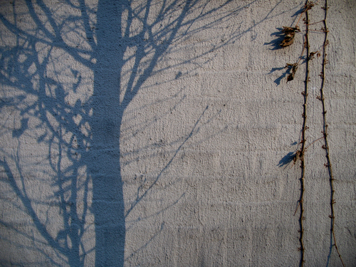 May_Tree01