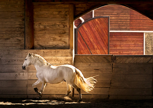 Lusitano Light