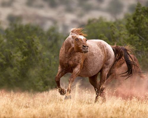 Mad Mare
