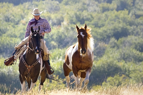 Working Cowgirl