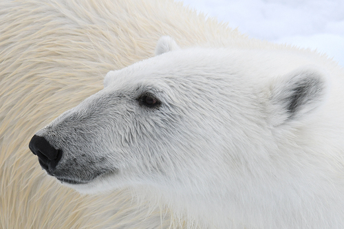 Bear Face