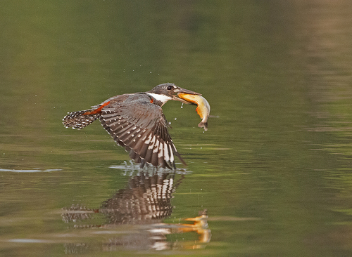 The Catch
