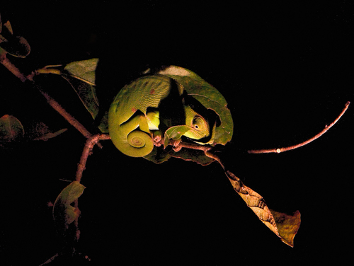 Camouflaged Uncovered