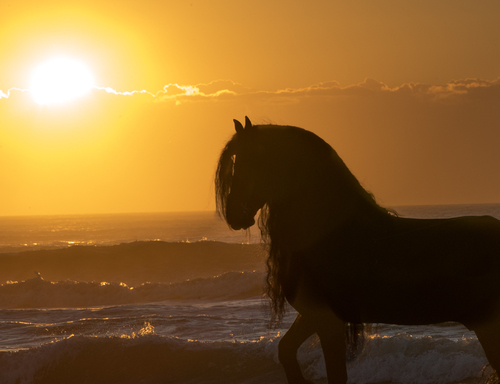 Black Horse Morning Light