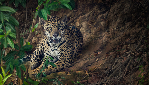 Jaguar