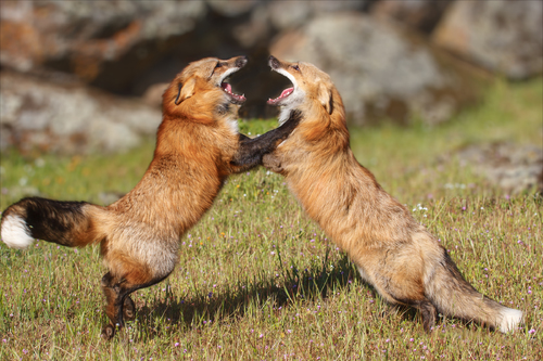 Shall We Dance