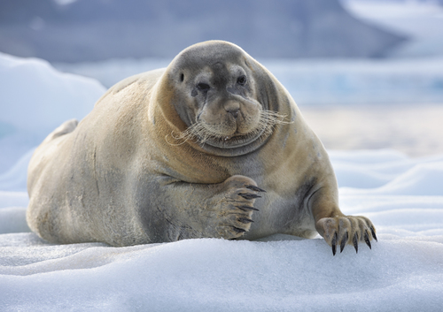 Bearded Seal