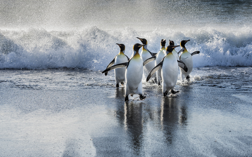 King Penguins