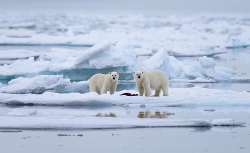 Svalbard Polar Bears