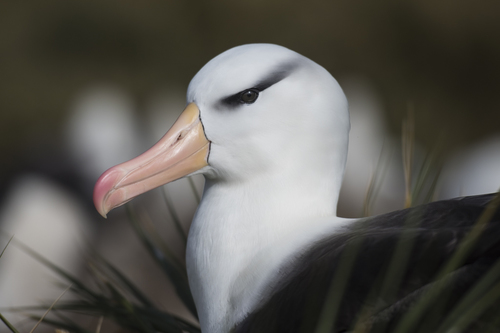 Black Browed Albatross