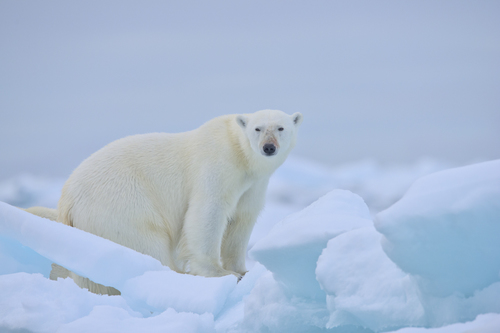 Polar Endurance