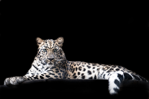 Regal