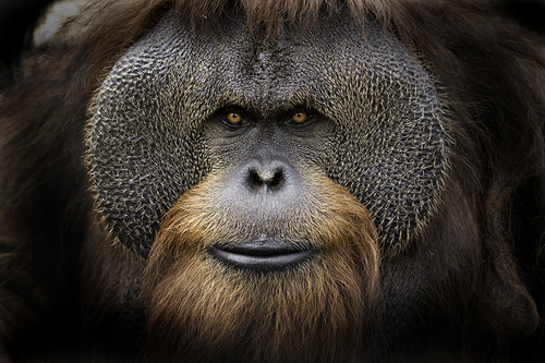 Pongo