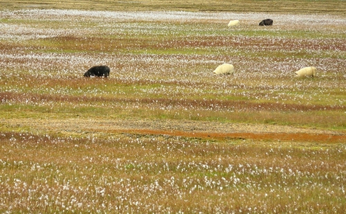 Composition of Sheep
