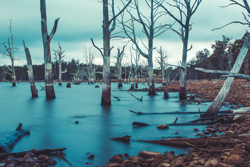 Drowned Forest