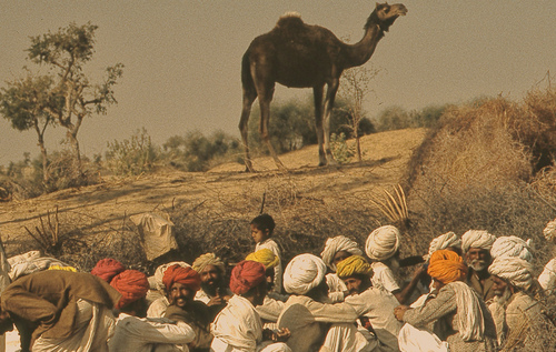 The Camel