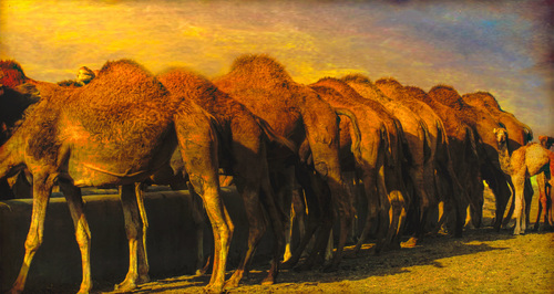 Camels at Sunset