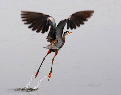 Blue Heron