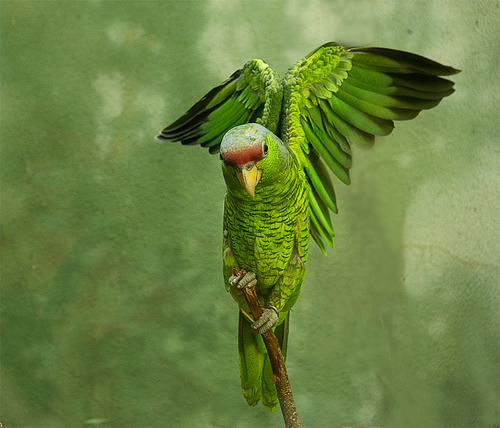 Bird on a Branch