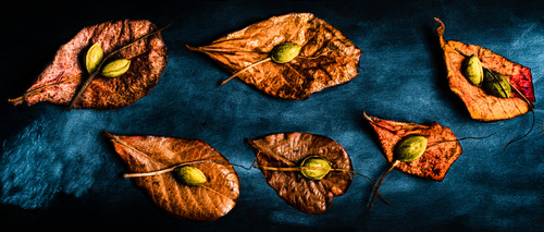 Almendron (Terminalia catappa)