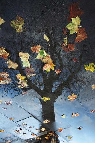 Autumn Resurrection