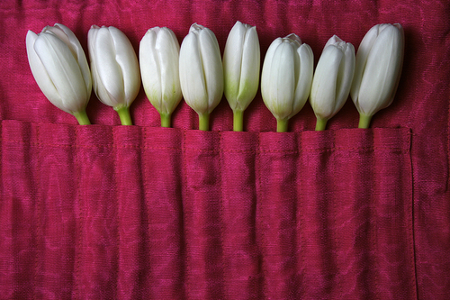 Bed of Tulips
