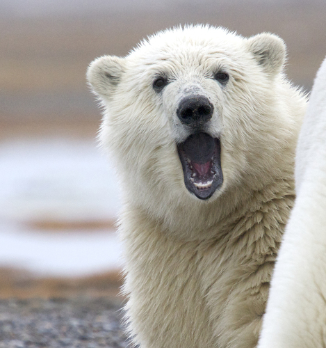 Say Ahhhh...