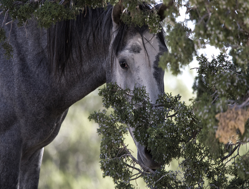 Hiding Horse