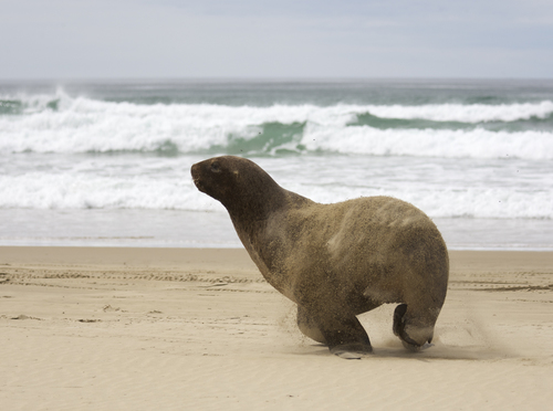 Hooker's Sea Lion