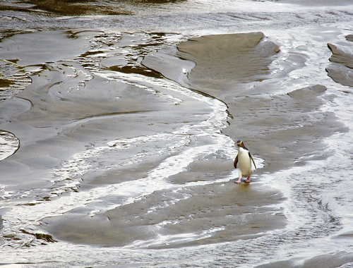 Yellow-Eyed Penguin