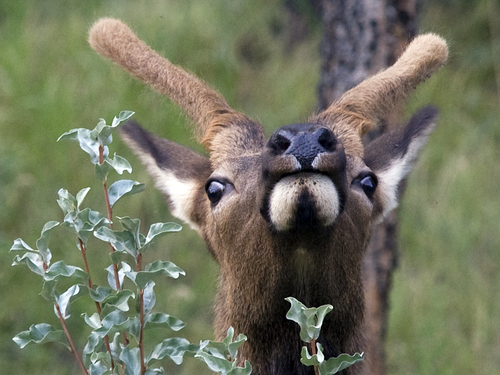 Elk Stare