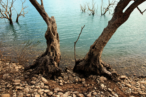 STONES TREES