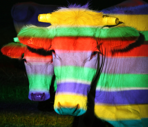 COW PORTRAIT