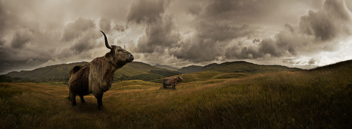 Highland Cattle