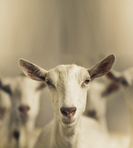 Goat