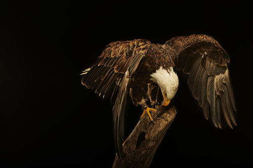 Bald Eagle 1
