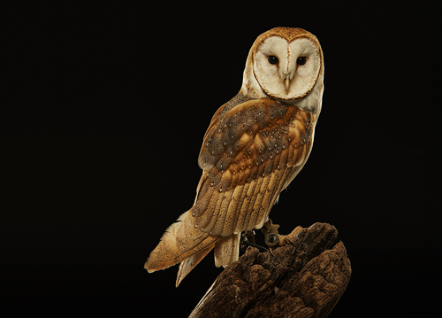 Barn Owl 