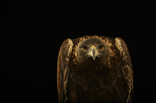 Golden Eagle 2
