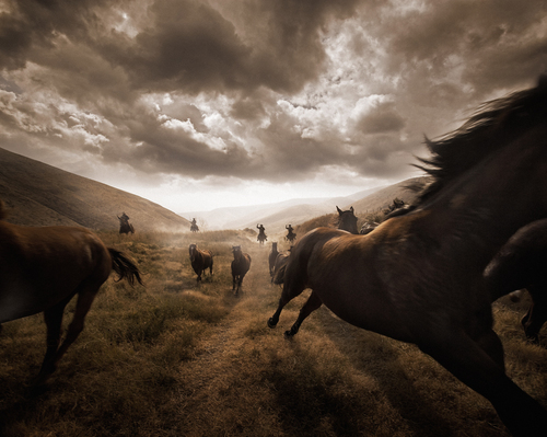 Pendleton Horses
