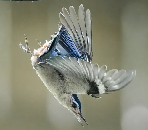 In Flight