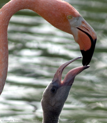 Safe and Nurtured