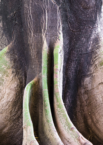 ROOTS