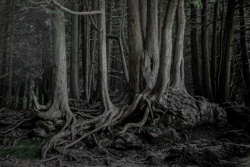 Magic Forest
