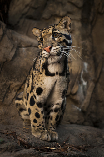 Clouded Leopard 