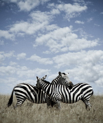 Zebra Hug