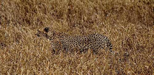 Duma Camouflage